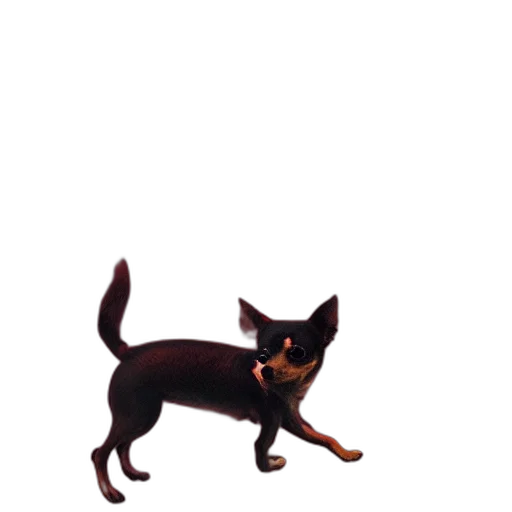 animal, staff, creature, weapon transparent PNG cut-out