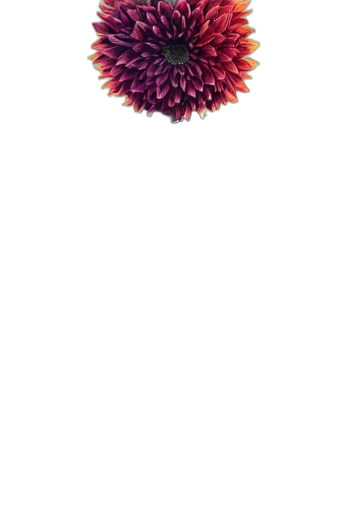 flower, hair, crown, jewelry transparent PNG cut-out