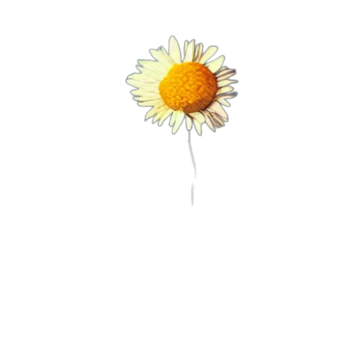 flower, staff, crown, jewelry transparent PNG cut-out