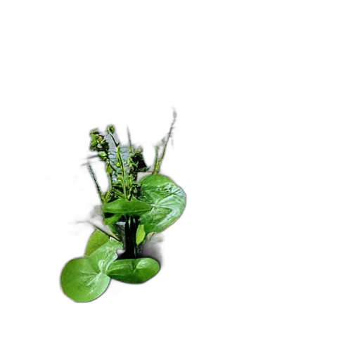 flower, crown, staff, jewelry transparent PNG cut-out