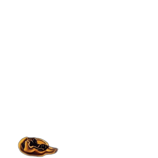 shoes, hat, animal, jewelry transparent PNG cut-out