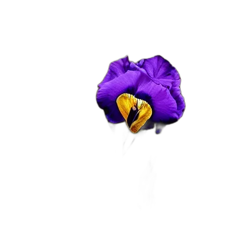 flower, jewelry, crown, umbrella transparent PNG cut-out