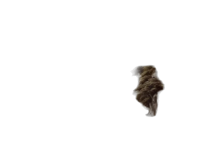 hair, animal, hat, creature transparent PNG cut-out