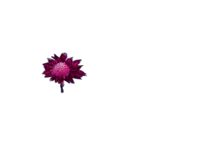 flower, crown, umbrella, jewelry transparent PNG cut-out