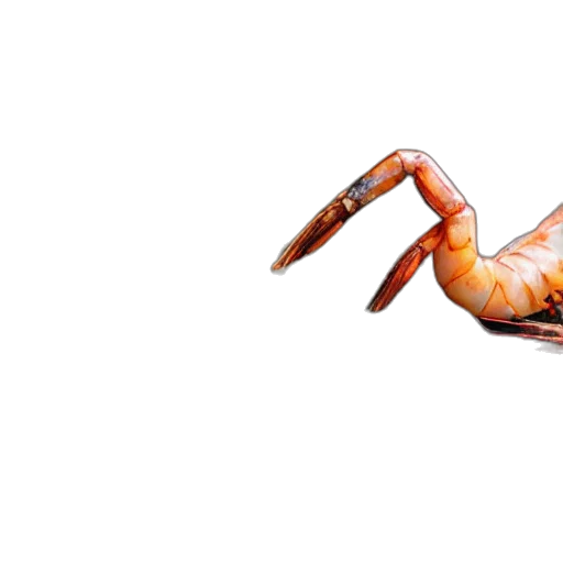 animal, food, creature, weapon transparent PNG cut-out
