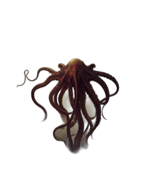 hair, creature, staff, animal transparent PNG cut-out