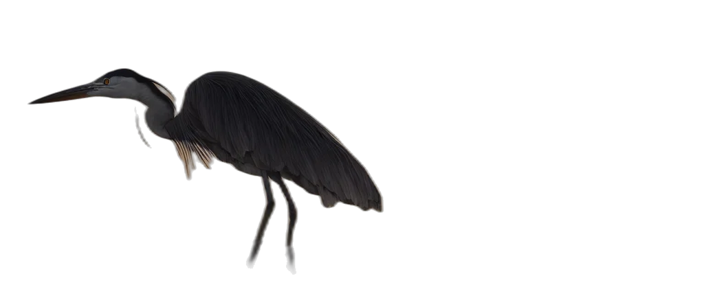 animal, creature, hair, umbrella transparent PNG cut-out