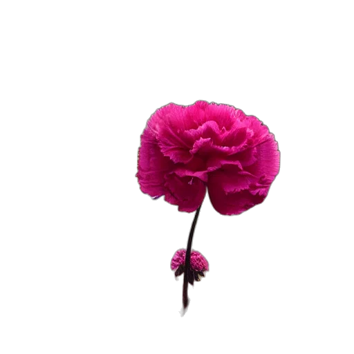 flower, crown, umbrella, hat transparent PNG cut-out