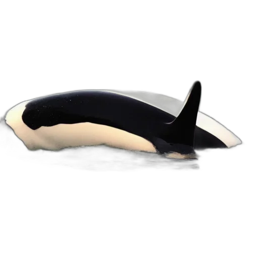 animal, creature, shoes, hat transparent PNG cut-out