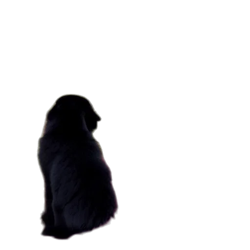 animal, creature, hat, staff transparent PNG cut-out