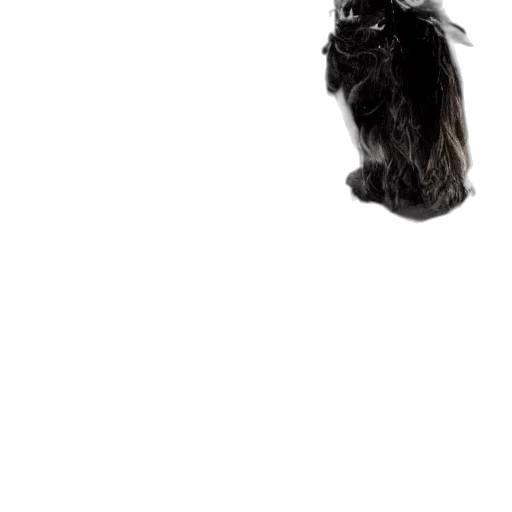 animal, hair, creature, staff transparent PNG cut-out