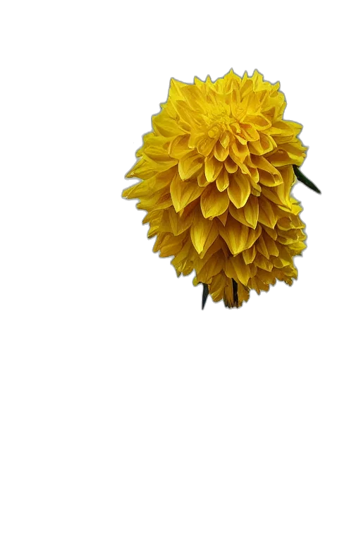 flower, crown, staff, hair transparent PNG cut-out