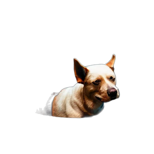 animal, staff, creature, face transparent PNG cut-out