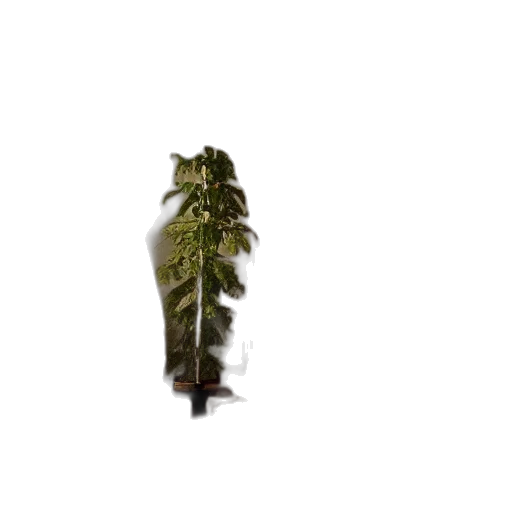 tree, weapon, staff, umbrella transparent PNG cut-out