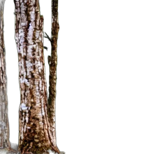 tree, animal, hair, furniture transparent PNG cut-out