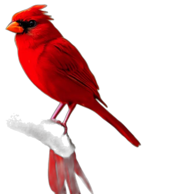 animal, staff, weapon, jewelry transparent PNG cut-out