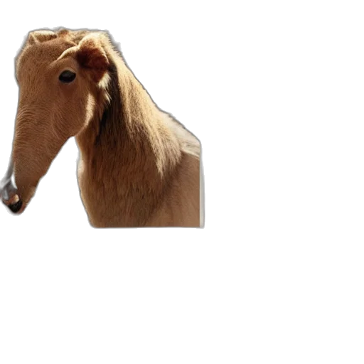 animal, hat, creature, hair transparent PNG cut-out