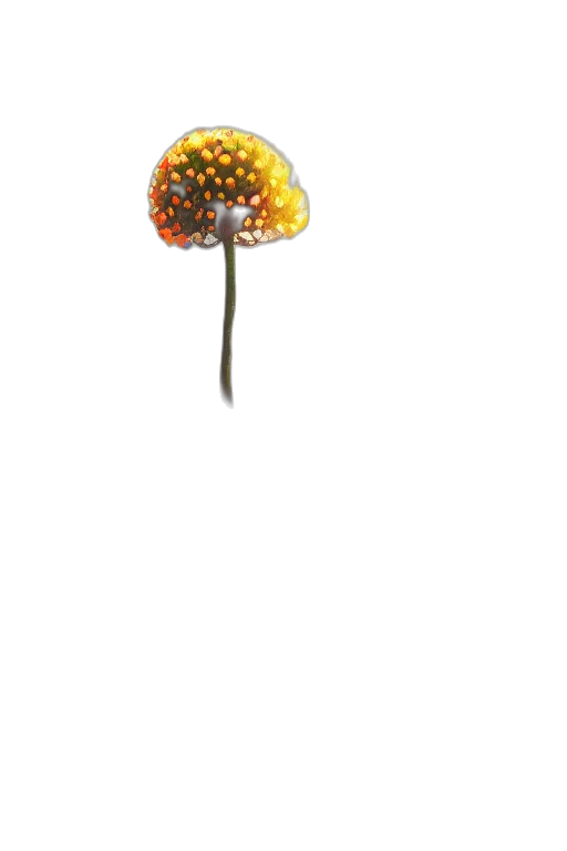 staff, tree, umbrella, flower transparent PNG cut-out