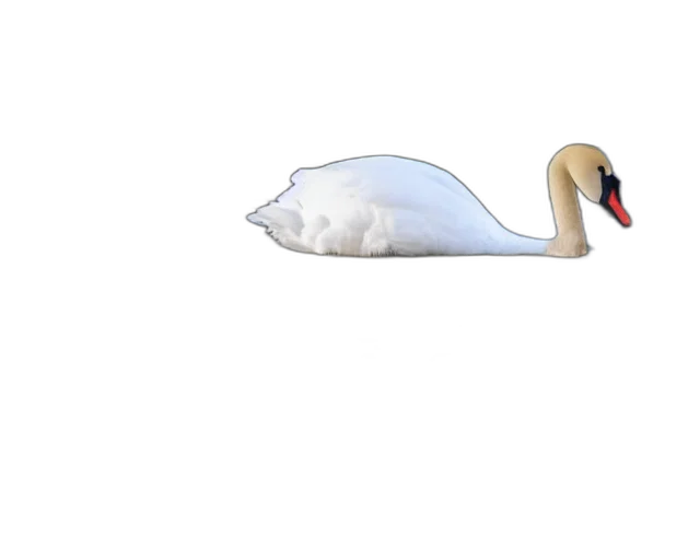animal, creature, hat, weapon transparent PNG cut-out