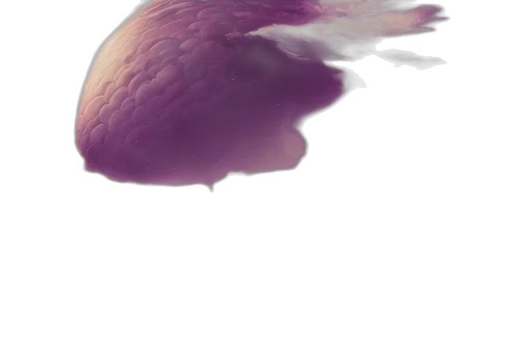 hair, creature, dragon, crown transparent PNG cut-out