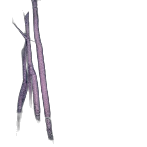 staff, weapon, sword, hair transparent PNG cut-out