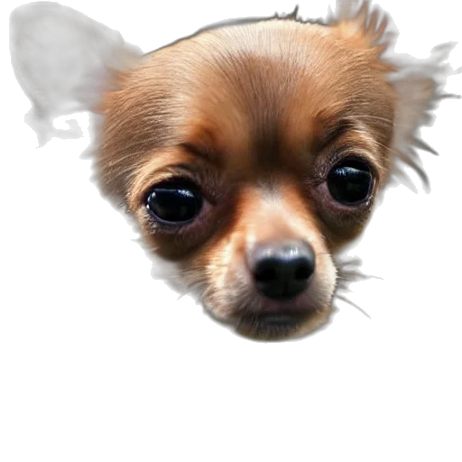 animal, creature, face, staff transparent PNG cut-out