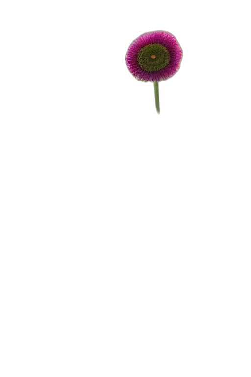 flower, staff, umbrella, weapon transparent PNG cut-out