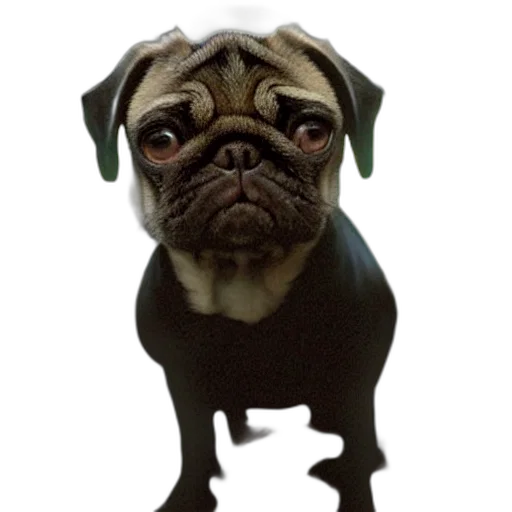 animal, creature, staff, face transparent PNG cut-out