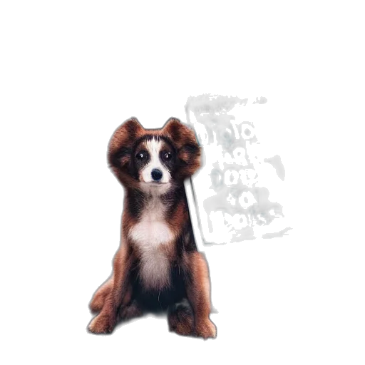 animal, creature, staff, photorealistic transparent PNG cut-out