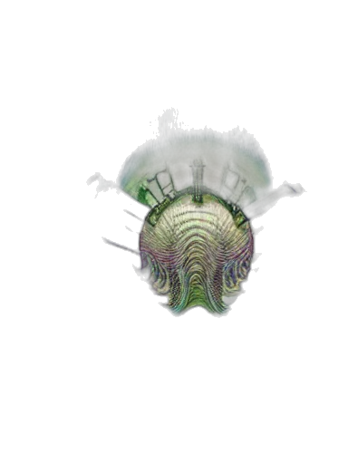 hair, flower, hat, crown transparent PNG cut-out