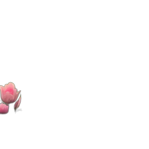 flower, creature, weapon, animal transparent PNG cut-out