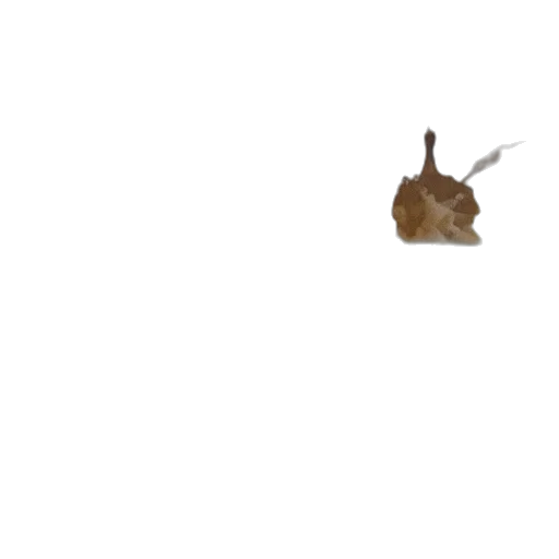 animal, hat, dragon, creature transparent PNG cut-out