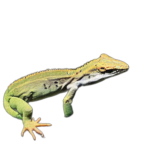 animal, dragon, creature, jewelry transparent PNG cut-out