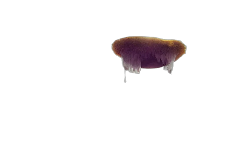hair, hat, crown, creature transparent PNG cut-out