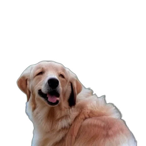 animal, creature, face, staff transparent PNG cut-out