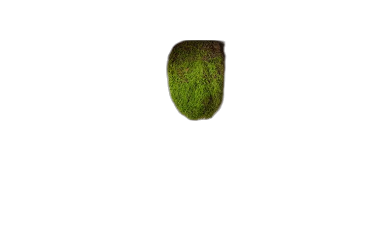 tree, food, hat, hair transparent PNG cut-out