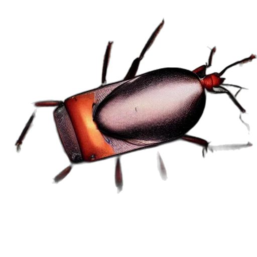 animal, creature, food, staff transparent PNG cut-out