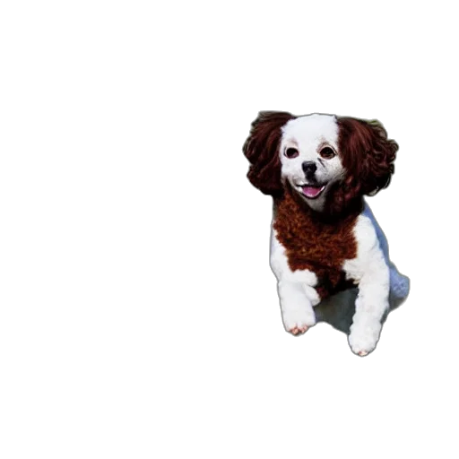 animal, staff, creature, jacket transparent PNG cut-out