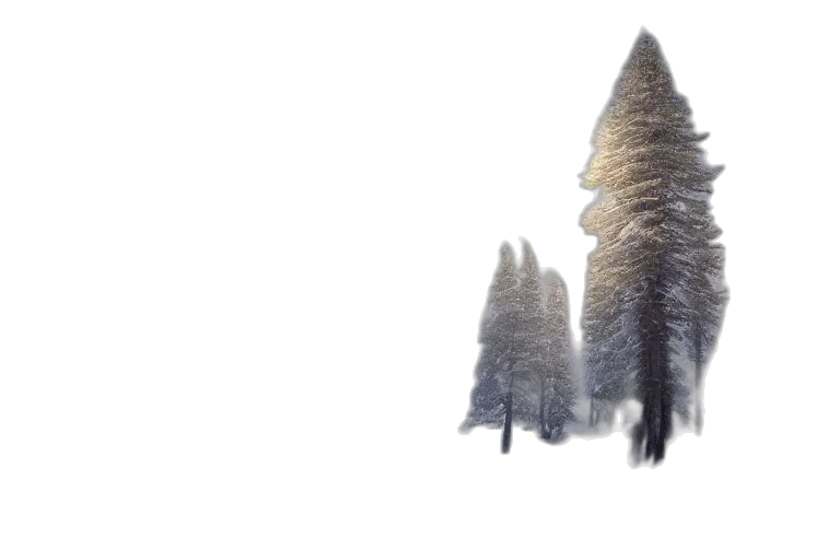 tree, hair, crown, jacket transparent PNG cut-out