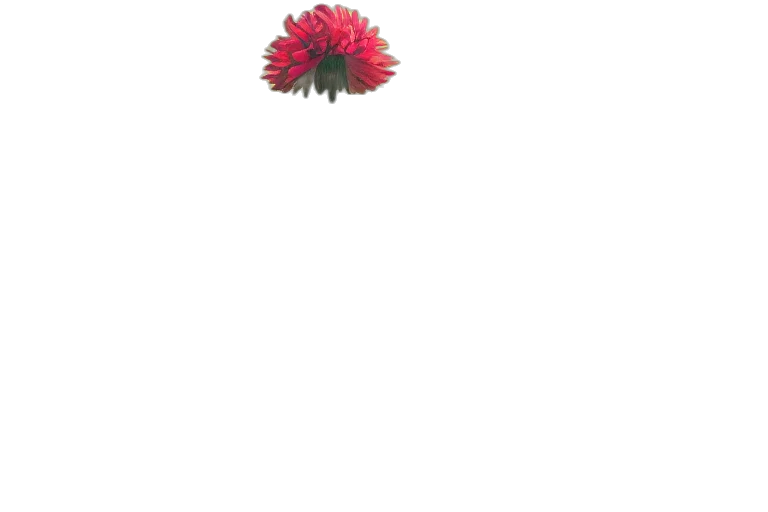 flower, crown, hair, animal transparent PNG cut-out