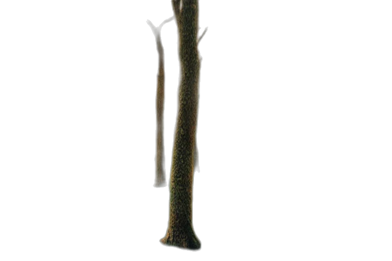 staff, tree, sword, weapon transparent PNG cut-out