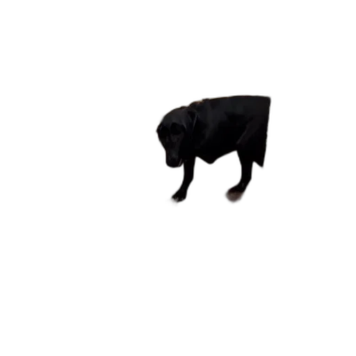 animal, creature, food, hat transparent PNG cut-out