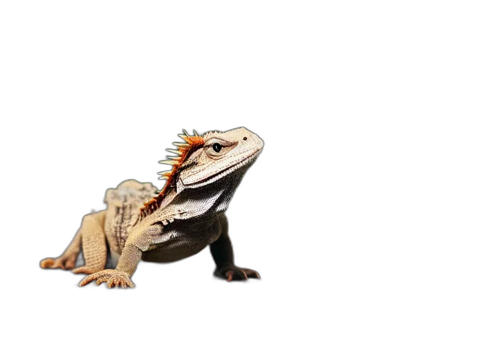 dragon, creature, animal, weapon transparent PNG cut-out