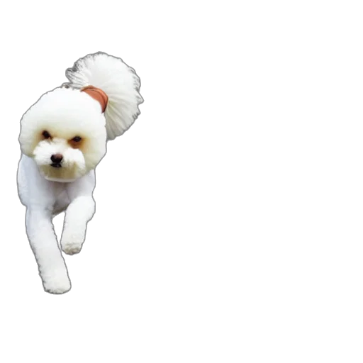 animal, creature, staff, hair transparent PNG cut-out