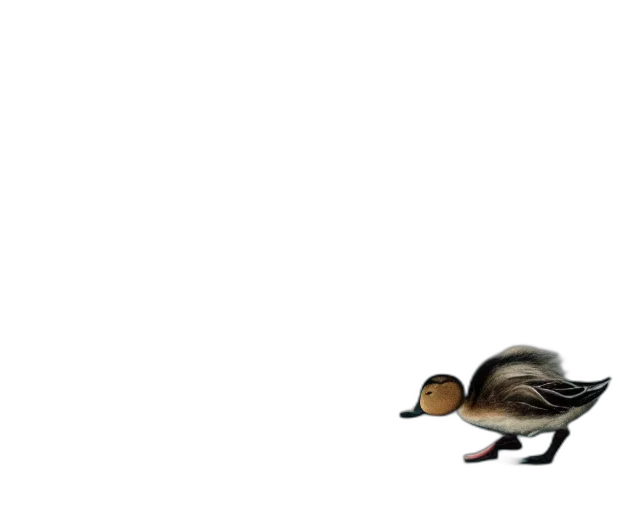 hat, shoes, animal, hair transparent PNG cut-out