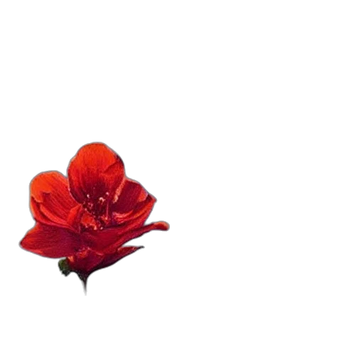 flower, crown, weapon, jewelry transparent PNG cut-out