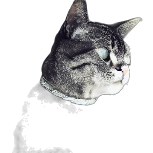 animal, staff, face, creature transparent PNG cut-out