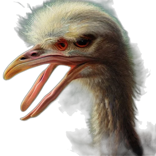 animal, creature, face, hair transparent PNG cut-out