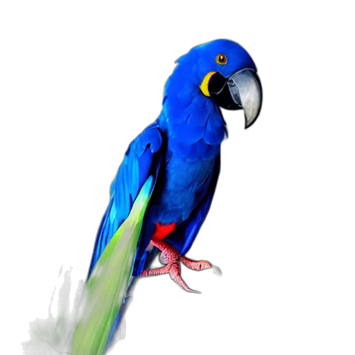 animal, staff, jewelry, creature transparent PNG cut-out