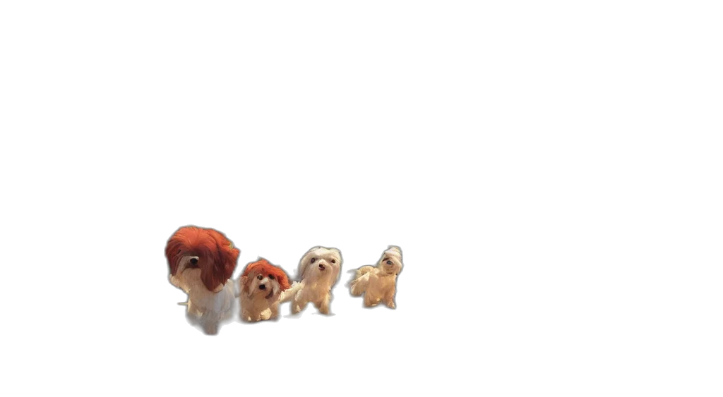 animal, staff, creature, hair transparent PNG cut-out